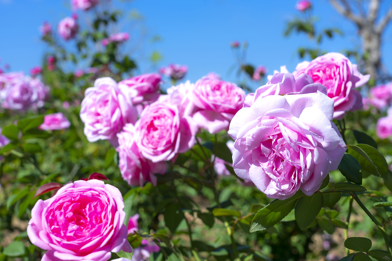 How To Grow Roses This Summer