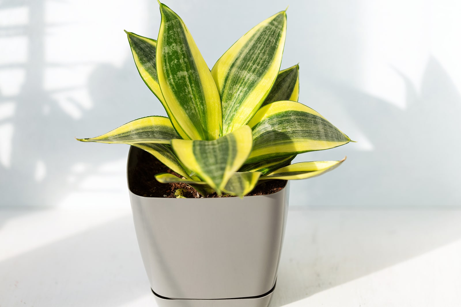 Snake plant indoors in a pot