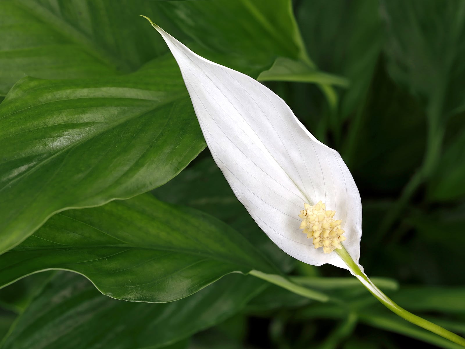 Closeup of white peace lily
