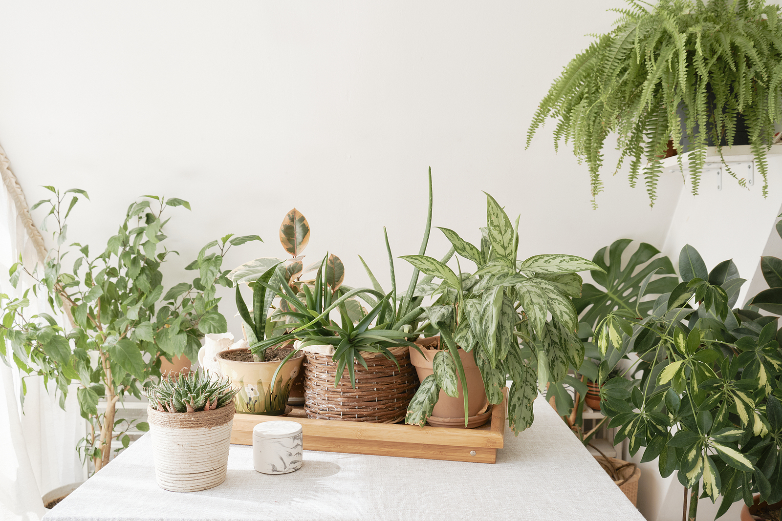 Beautiful indoor green plants growing in different pots.