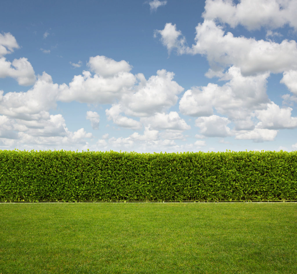 privacy screening for your yard