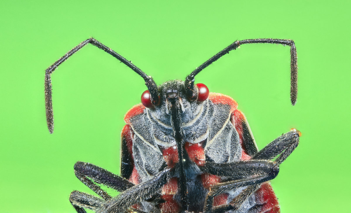 Kick stink bugs out of the house, naturally