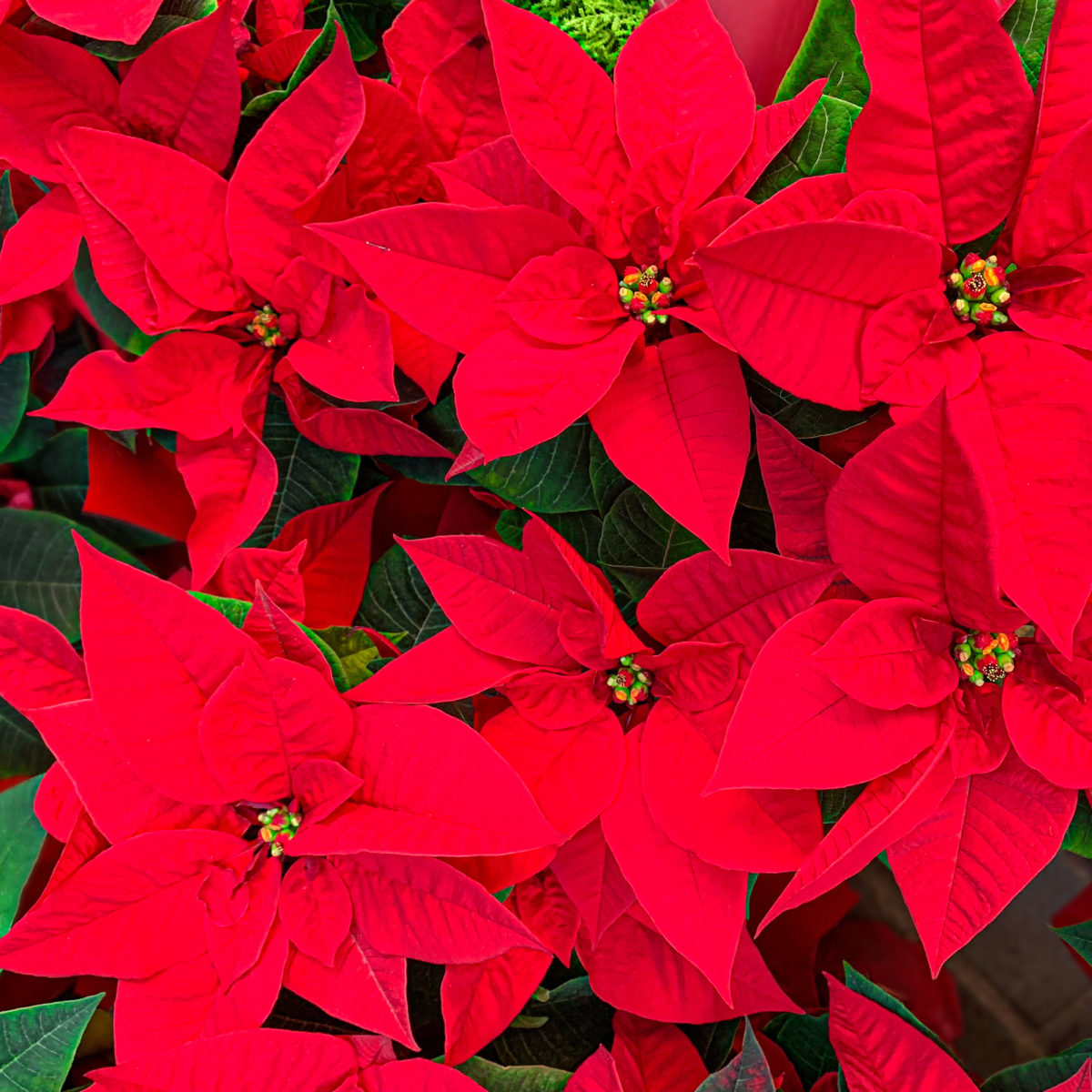 Pretty but deadly holiday plants