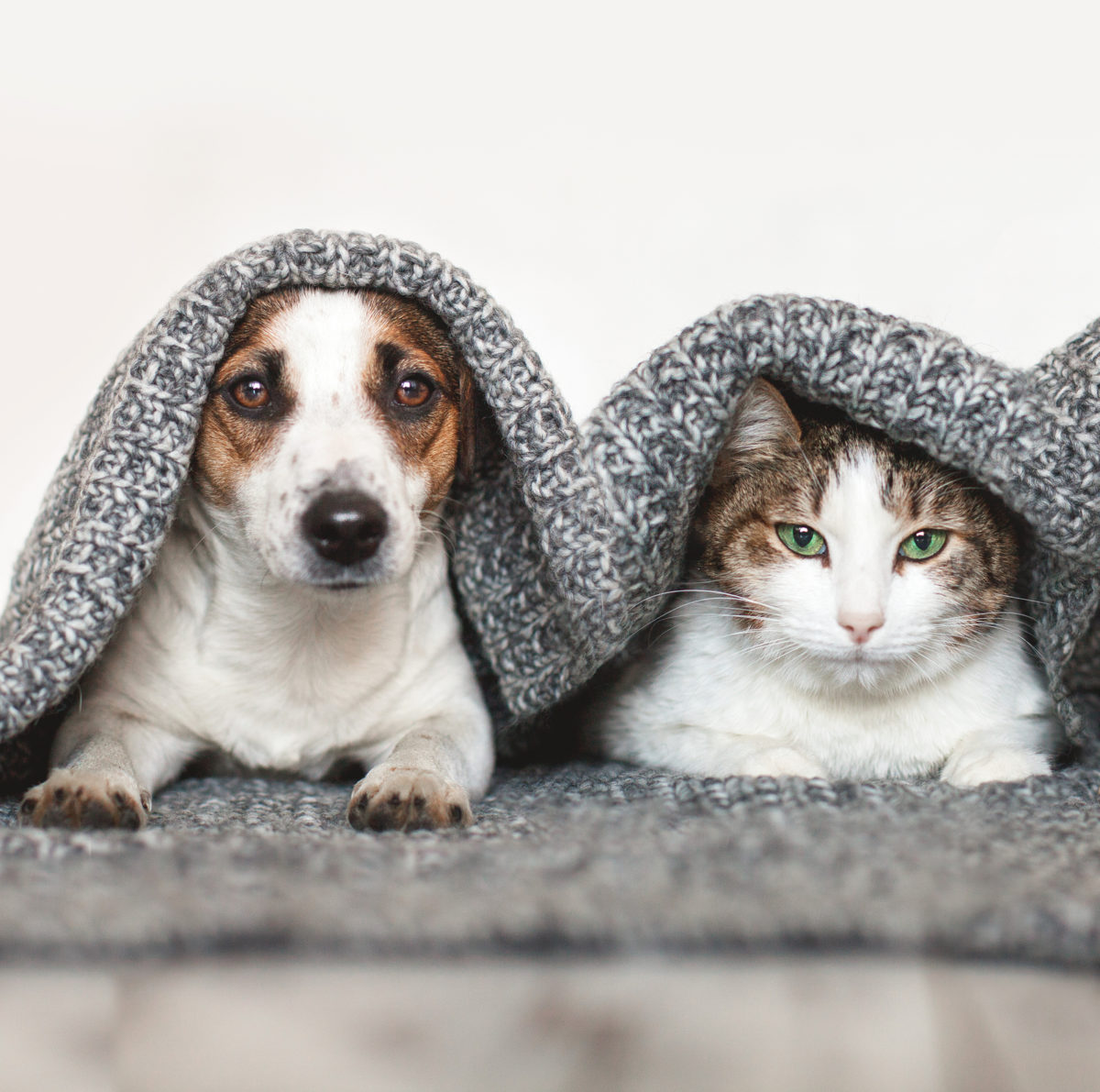 3 brilliant ways to create a pet-friendly yet attractive home