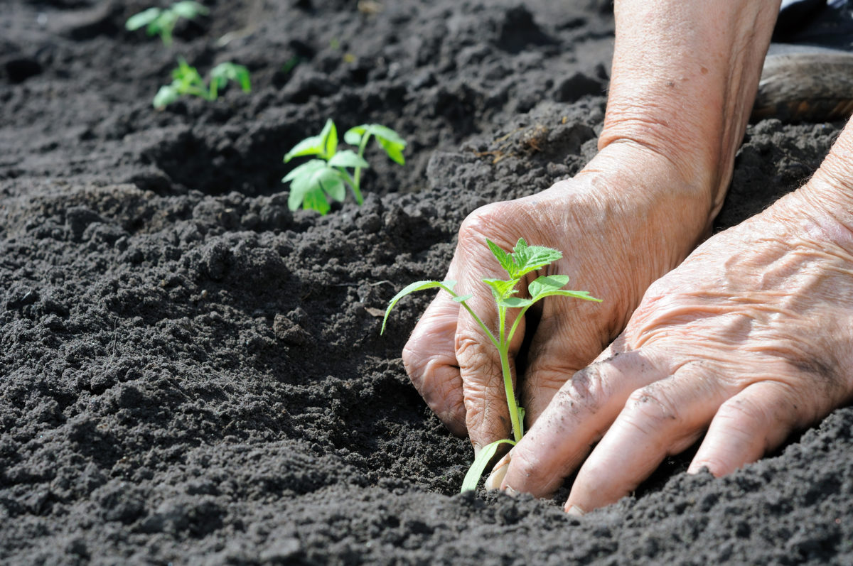 The 3 most popular vegetables to grow in a pandemic garden