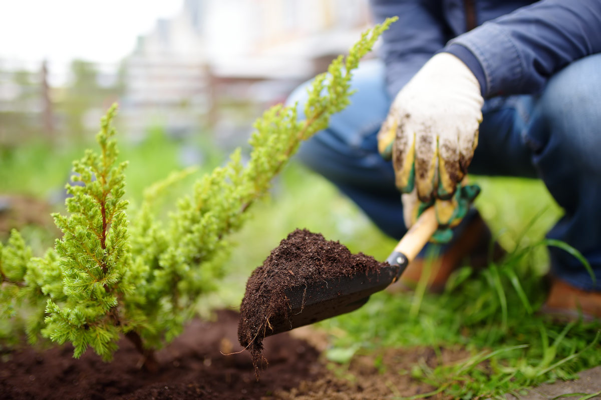 4 shrubs that shrug off winter’s chill