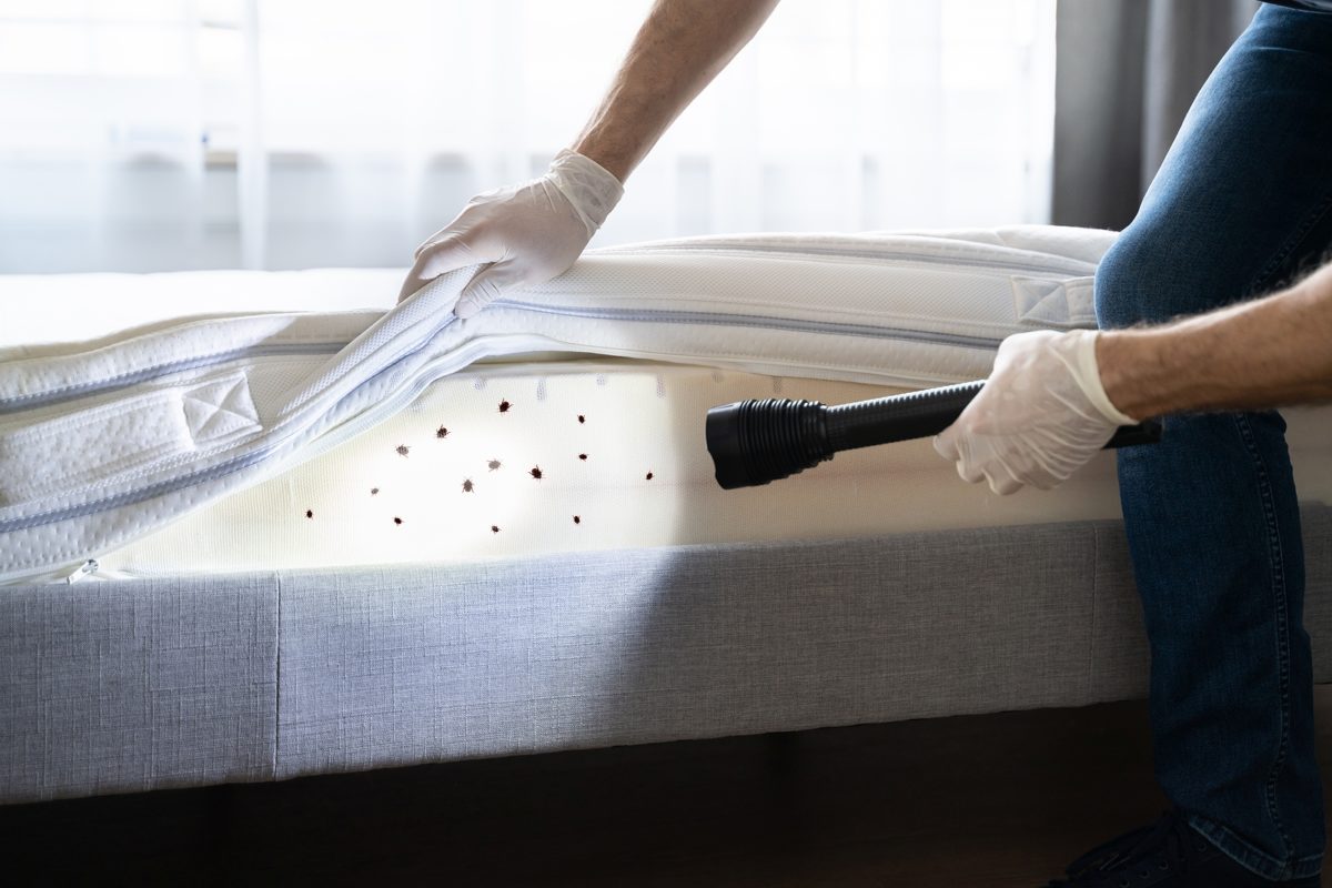 Bed bug basics and how to get them out of your home