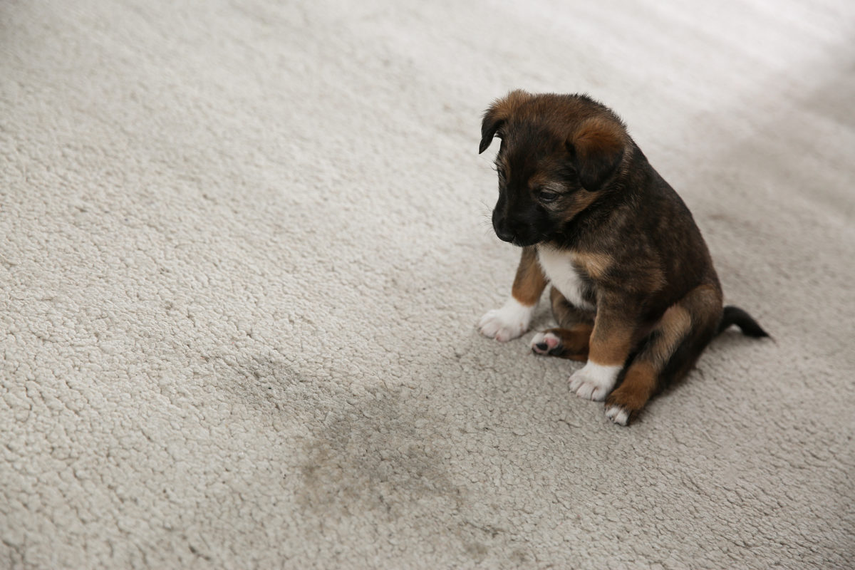 Pets have accidents: Here’s how to clean them from carpet