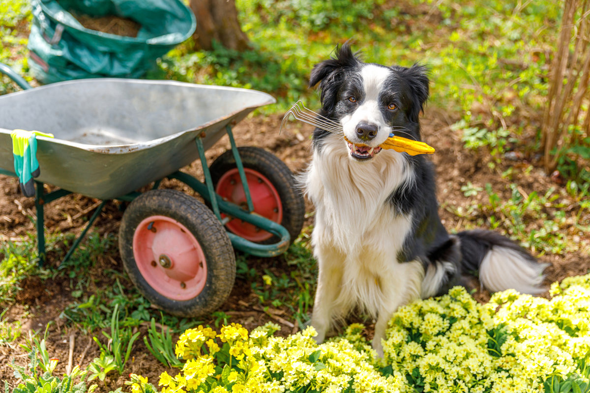 Your 6-step early spring lawn schedule