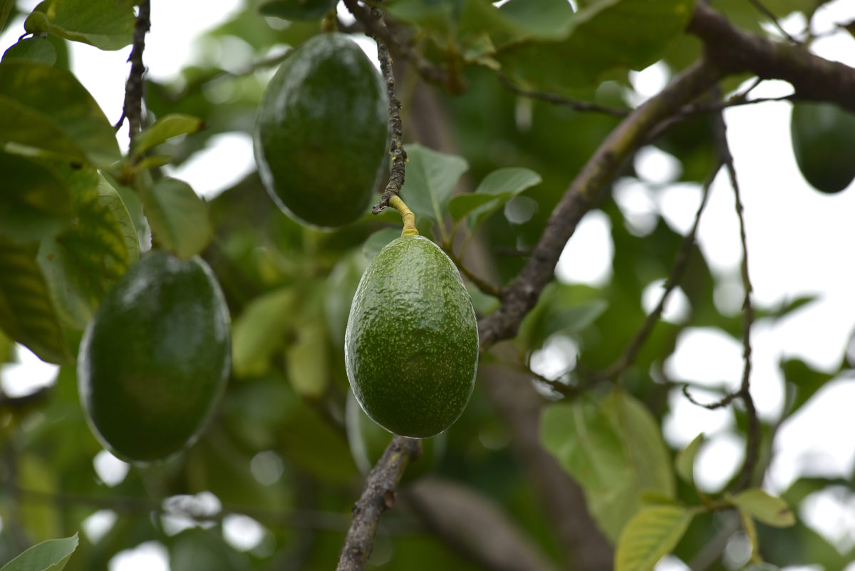 Grow avocado like a boss