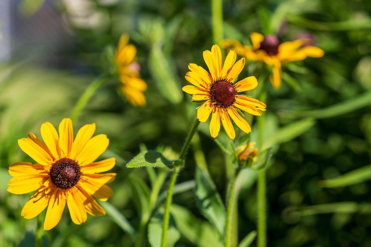 Garden flowers that thrive in summer sun