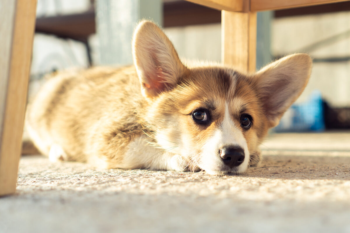 How pets can impact your home’s value