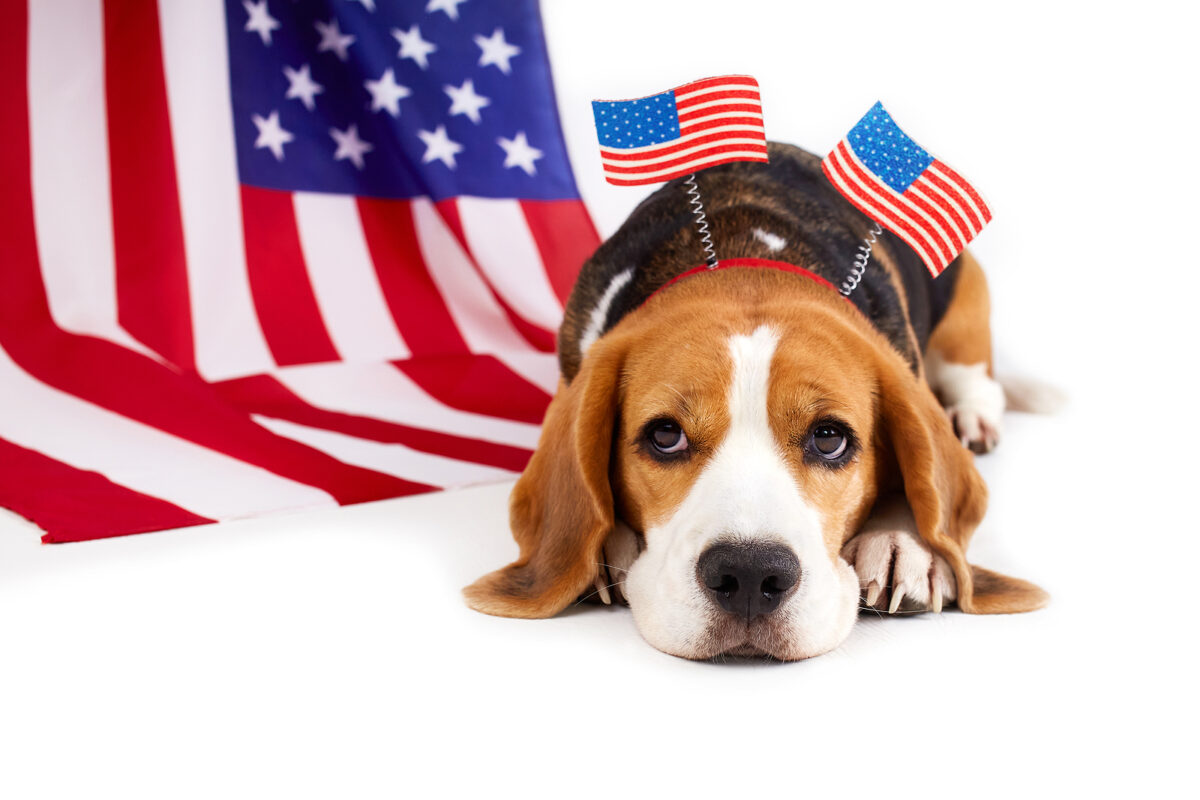 3 tips to keep your dog safe this Independence Day